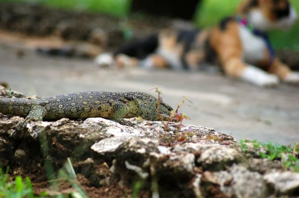 Ящерица и кошка. Caterpillar ящерица.