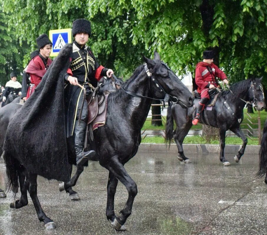 Постановка головы кабардинской лошади