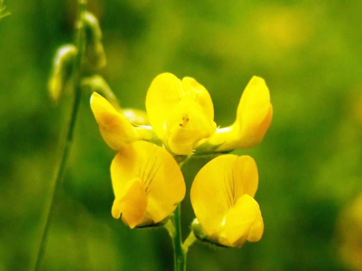 Сибирь чина. Чина (Lathyrus). Чина Луговая (Lathyrus pratensis). Láthyrus pratensis - чина Луговая. Чина Луговая астрагал.