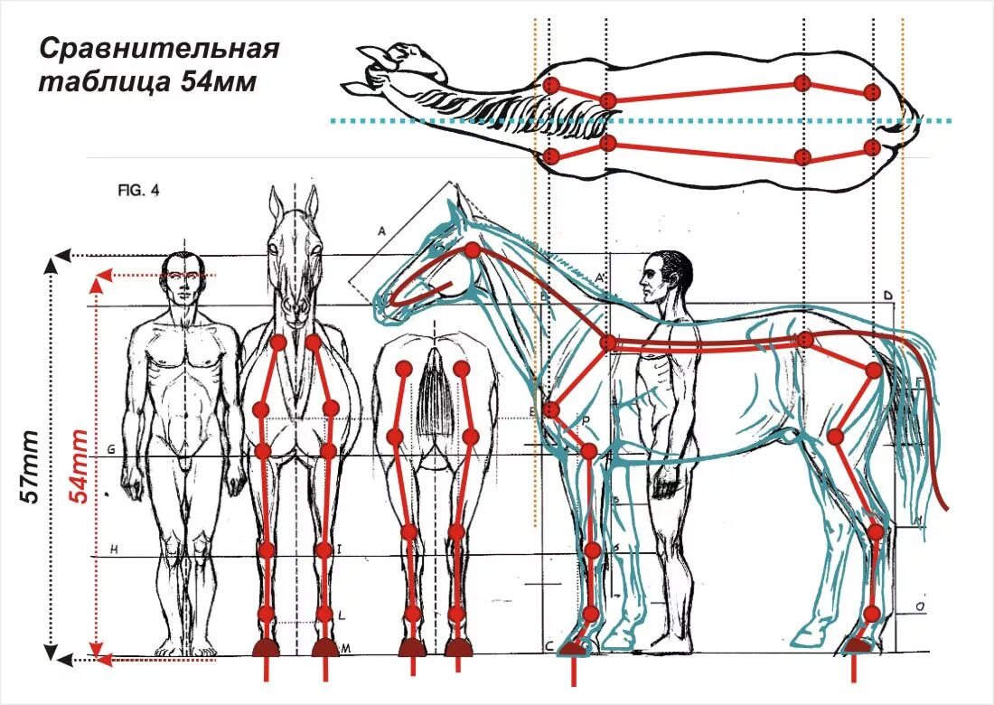 Какая длина лошади. Анатомия и пропорции лошади. Пропорции тела лошади. Конь анатомия пропорция. Анатомические пропорции лошади.