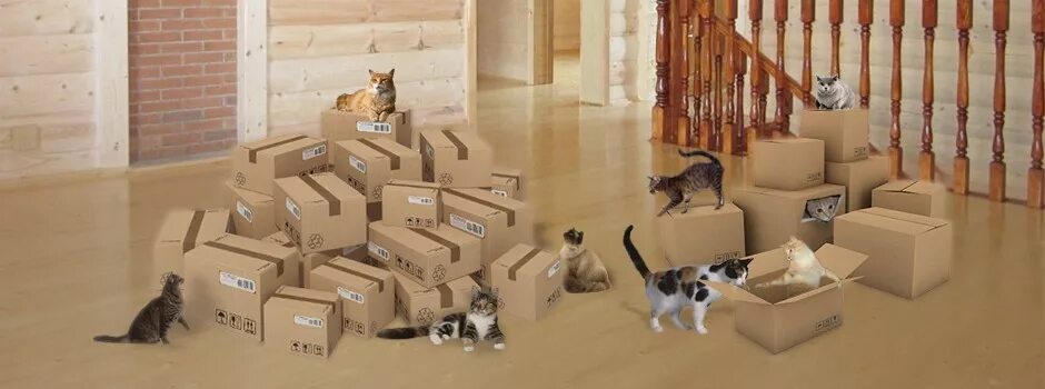 Кот в новой квартире. Котенок в квартире. Кошечка в коробке. Коты в квартире. Кот в коробке.
