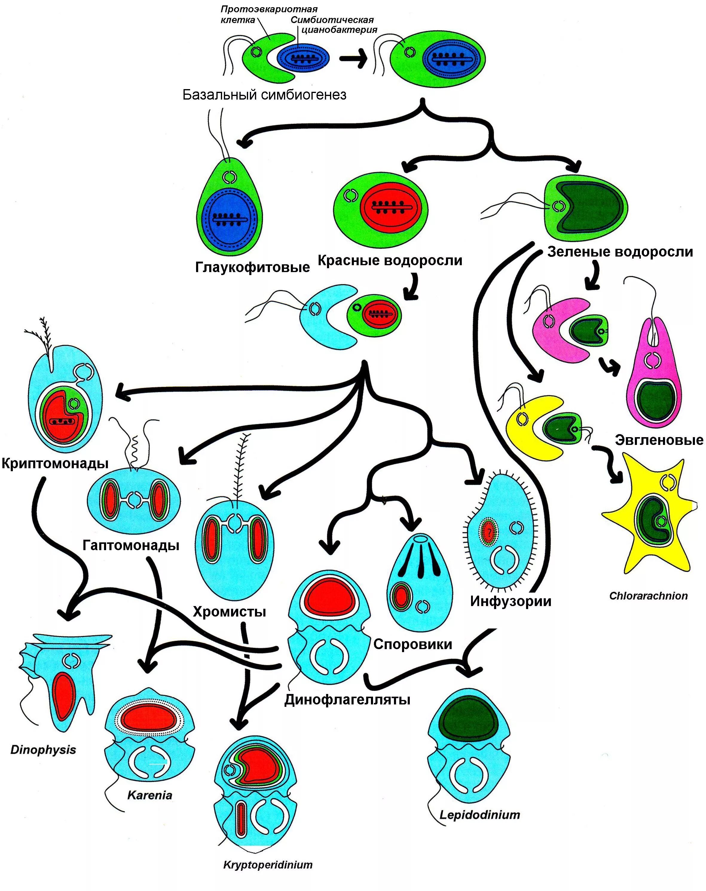 Эволюция первых клеток. Эндосимбиоз. Глаукофитовые водоросли строение. Вторичный эндосимбиоз. Эволюция на клеточном уровне.