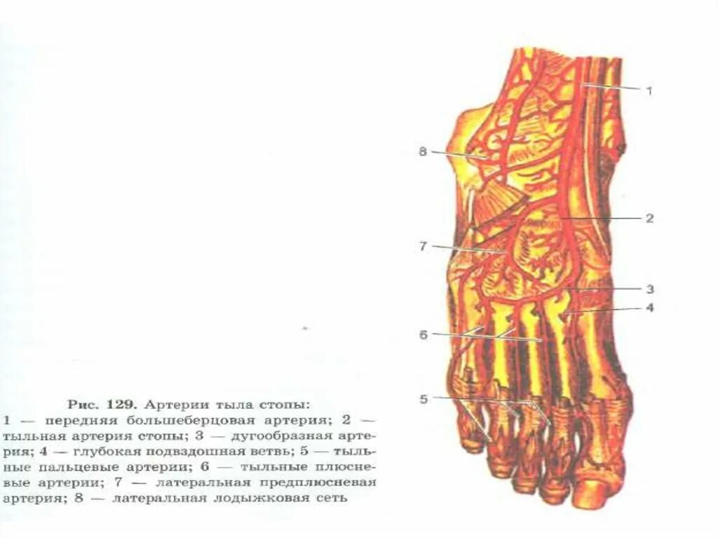 Артерии стопы анатомия. Основные артерии стопы