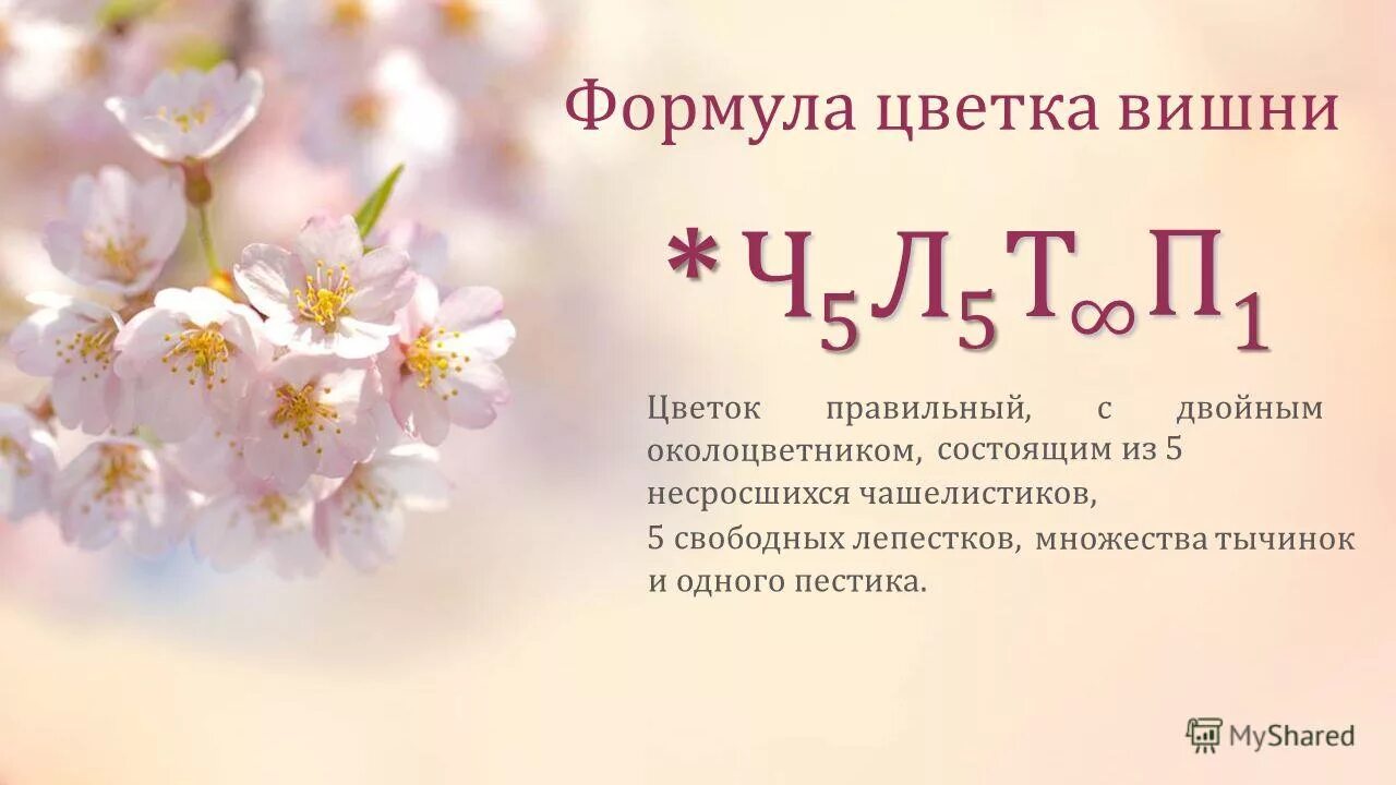 Формула цветка вишни ботаника. Строение цветка вишни формула. Формула цвета. Диаграмма цветка розоцветных схема. Семейство розоцветные формула цветка.