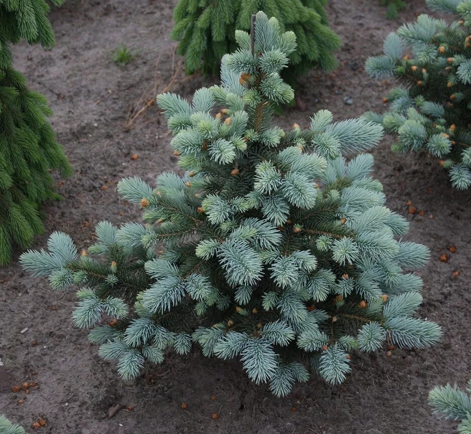 Ель голубая колючая Picea pungens. Ель колючая Беби Блю. Picea pungens "Baby Blue Eyes" - ель колючая. Ель колючая Беби Блю айс. Ель колючая blues