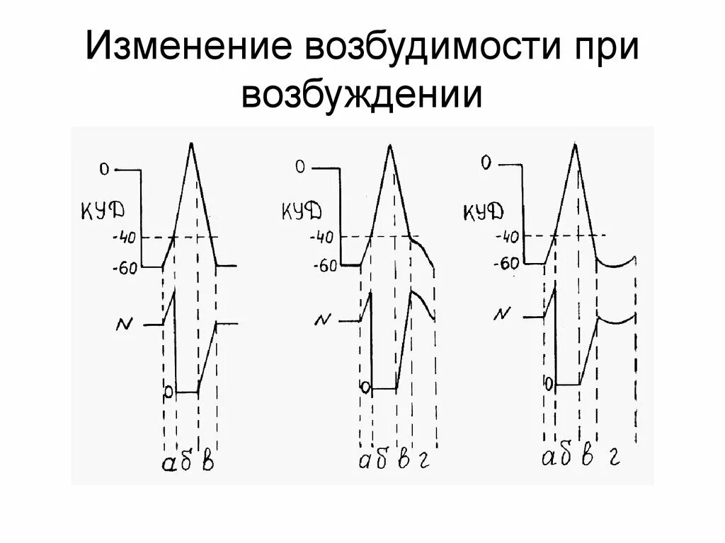 Изменение возбудимости клетки в процессе возбуждения. Изменение возбудимости при возбуждении. Назовите фазы изменения возбудимости при возбуждении. Изменения возбудимости при возбуждении, фазы возбудимости.