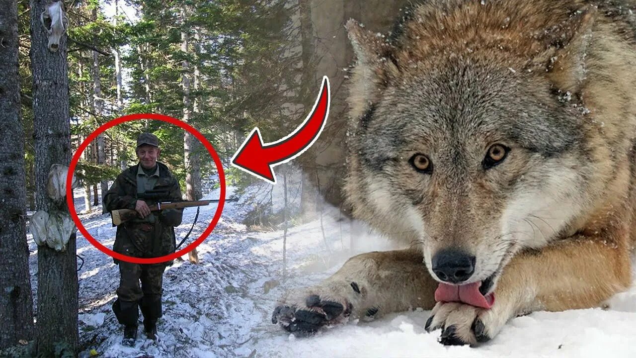 Загнанный зверь 10. Огромный Сибирский волк.