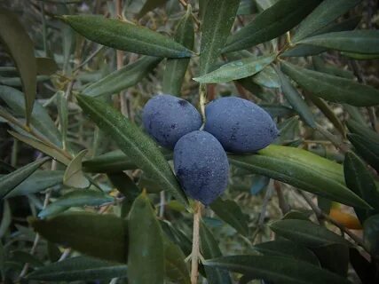 Olive vegetable