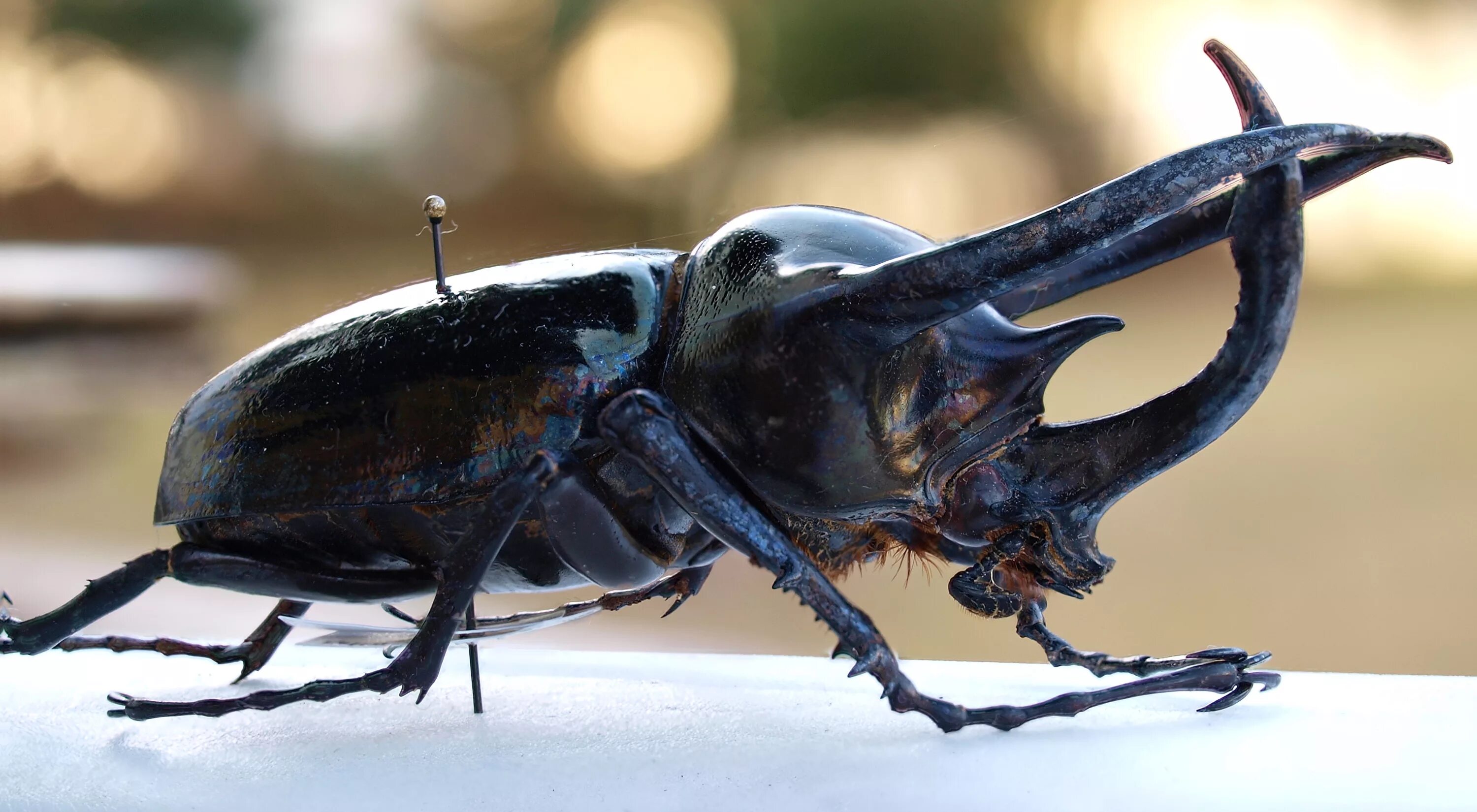 Большие жуки насекомые. Жук Chalcosoma. Жук носорог атлас. Жук носорог Халькосома. Чалкосома атлас Жук.