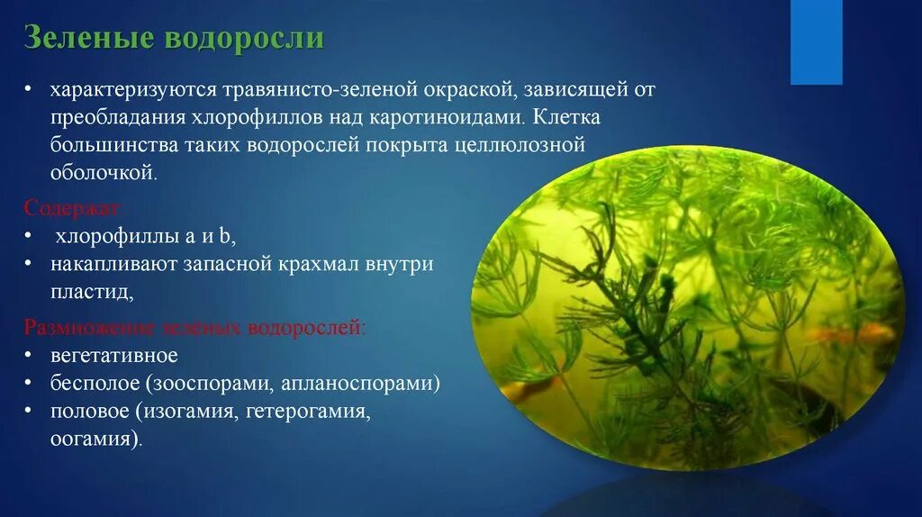 Окраска зеленых водорослей. Травянистые зеленые водоросли. Окраска водорослей зависит. Водоросли от зависимости.