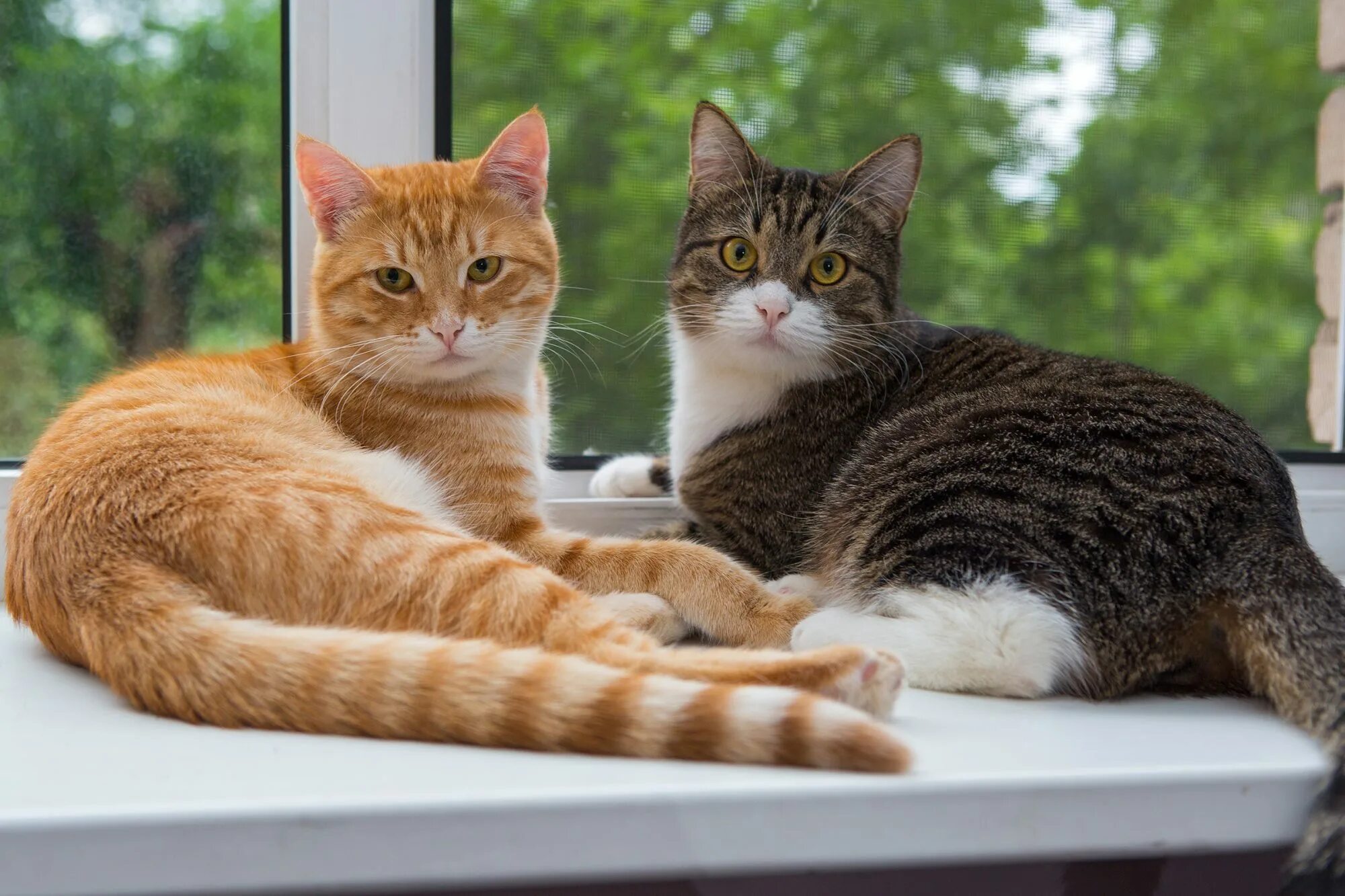 Кошки. Домашние кошки. Два кота. Кошка домашняя. Как подружить кошек между собой