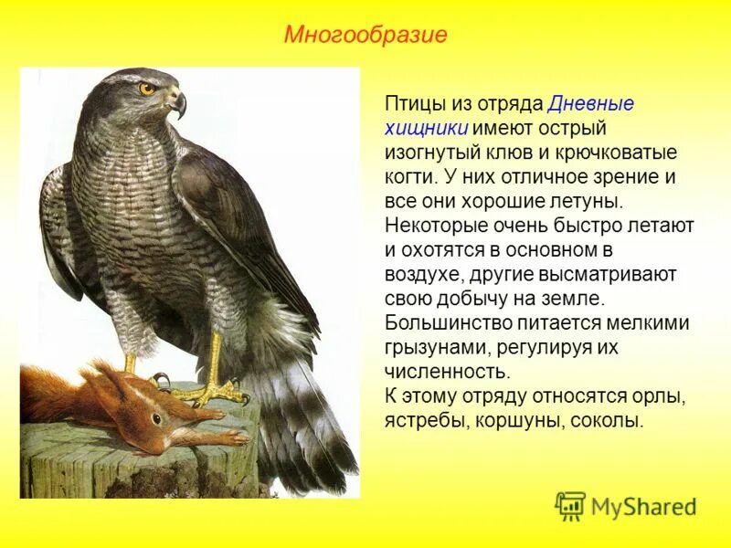 значения хищных птиц. класс птицы дневные хищники. дневные птицы представители. отряд птиц дневные хищники. отряд соколообразные (хищные птицы).