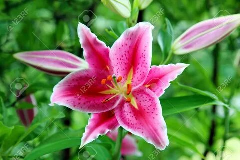 Pink Tiger Lily bloom in summer season - 61016228.