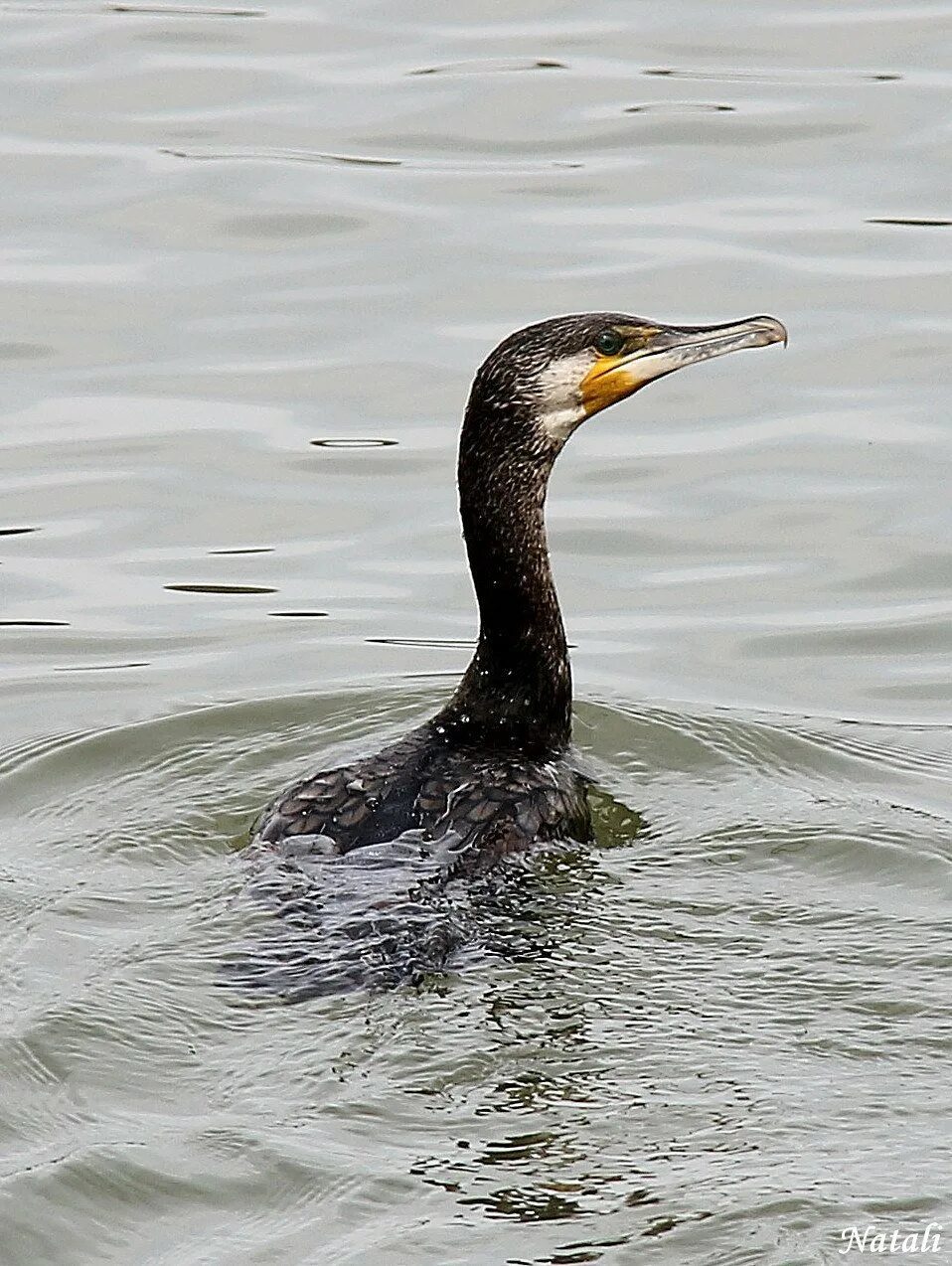 Птица с тонкой шеей. Нырок Черноморский Баклан. Утка Баклан. Phalacrocorax Carbo sinensis. Нырок Черноморский Баклан птица черная.