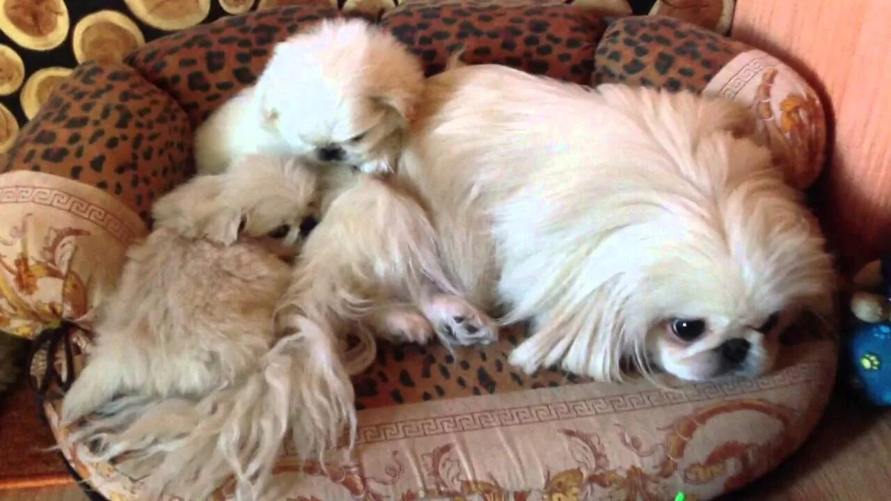 Течка у пекинеса. Пекинес в одежде. Рукавный пекинес. Шпиц с пекинесом. Одежда для собак пекинесов девочек.