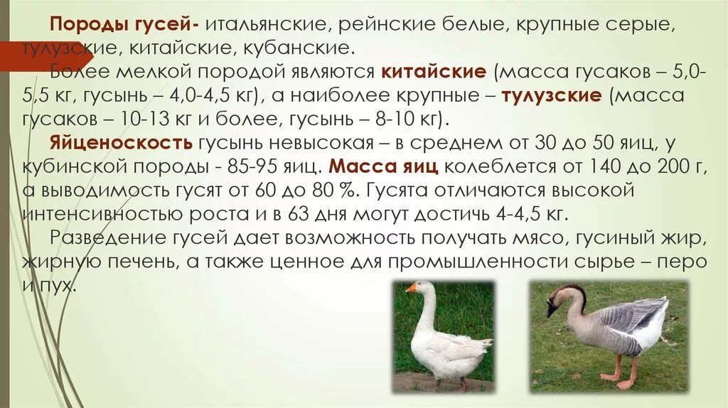 Признаков гусиного гнездовья впр 7 класс ответы. Гуси итальянской породы. Итальянский белый Гусь. Гусь итальянский белый описание породы. Описание гуся.