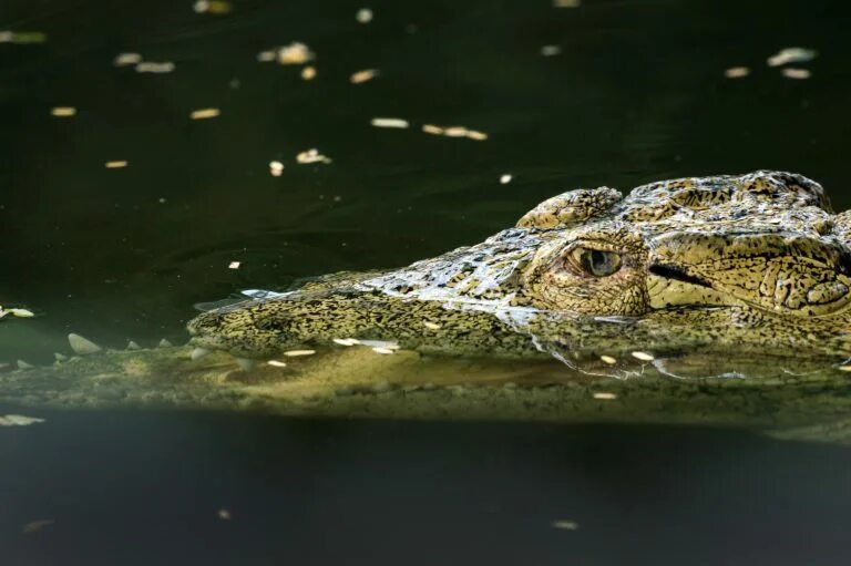 Озеро с крокодилами. Аллигатор. Помощь крокодил. Уровень крокодил. Помощь крокодил.