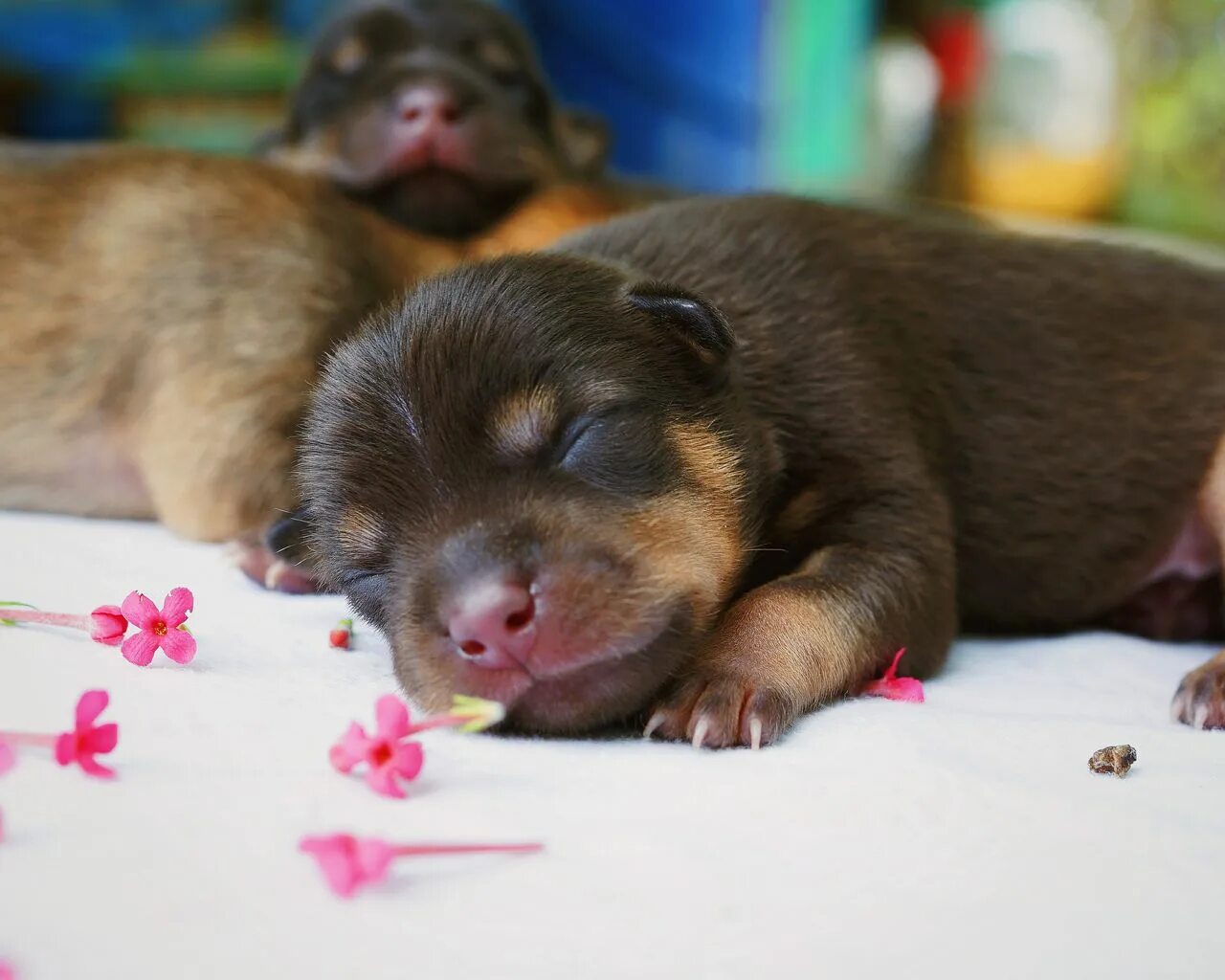 Steam Topluluğu :: Rehber :: Cute pupy and kitty
