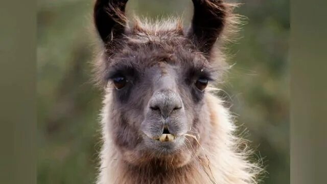 Лана животное фото PAPA DOC PROBALLY LOOKED THIS WHEN HE WAS A BABY LLAMA SO ADORABLE Baby farm ani