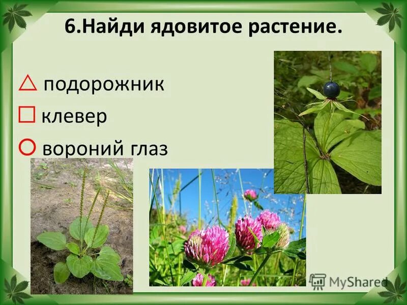 клевер и лопух. растения лекарственные растения. подорожник клевер. подорожник ядовитое растение или нет. лесные лекарственные растения.