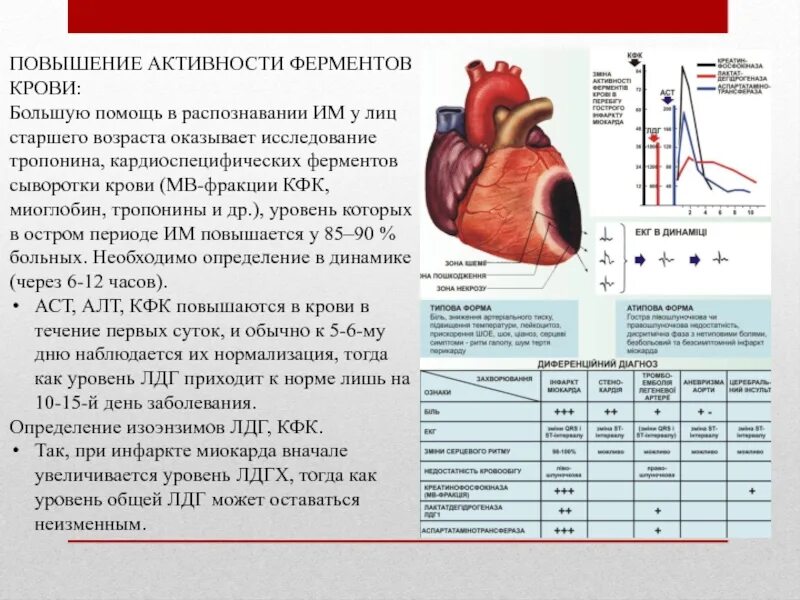 Уровень ферментов в крови. Кардиоспецифические ферменты при инфаркте миокарда. Повышение ферментов при инфаркте. Повышение кардиоспецифических ферментов. Уровень ферментов при инфаркте миокарда.