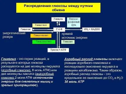 Глюкоза между нами любовь