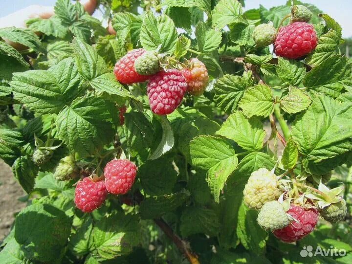 Малина грибановский. Малина rubus idaeus. Салон красоты малина. Малина грибановский. Салон малина мичуринск.
