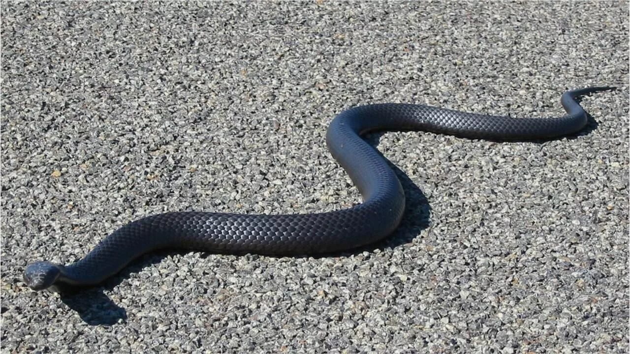 Суматра змеи. Slithering Snake. Slither Black Snake. Suspected Snake.
