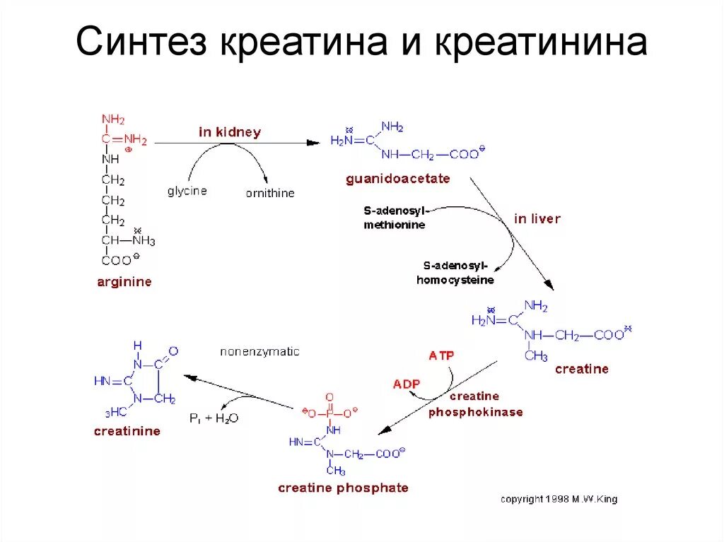 Синтез мочи. Схема синтеза креатина биохимия. Синтез креатина и креатинина биохимия. Синтез креатина, креатинфосфата, креатинина. Схема синтеза креатинина в биохимии.