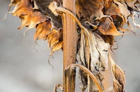 Dried plants