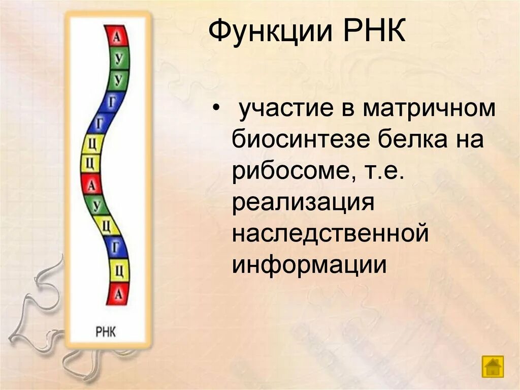 Функции РНК. Рибонуклеиновая кислота функции. Роль РНК В биосинтезе белка. Антисмысловая РНК это в биологии в биологии. Инфоурок биология 9 класс