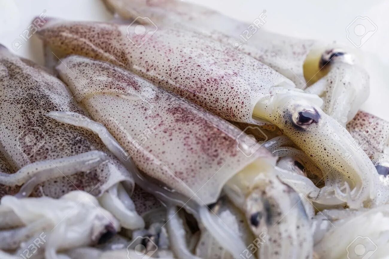 Почему кальмар белый. Кальмар морепродукт. кальмар свежий.