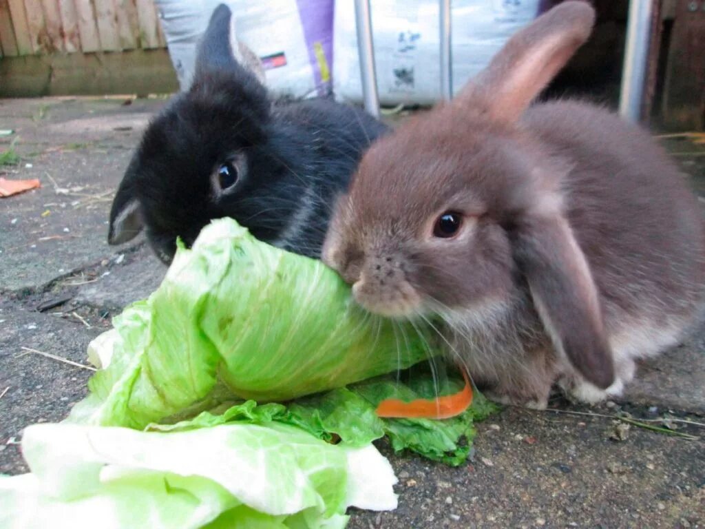 Кролик домашний. Декоративный кролик. Еда для кроликов. Что едят кролики. Можно ли кролику кушать