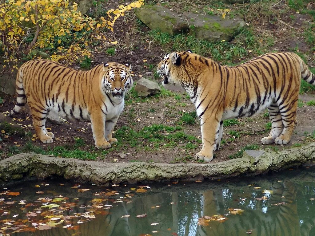 Тигр образует реку. Амурский тигр. Амурский тигр Panthera Tigris altaica. Амурский (Уссурийский) тигр. Дальневосточный Уссурийский тигр.