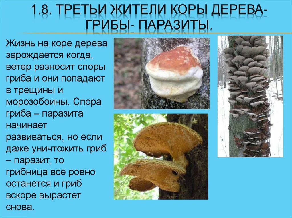 Сообщение на тему грибы паразиты. Грибы паразиты. Грибы паразиты на деревьях. Сообщение о грибах паразитах.