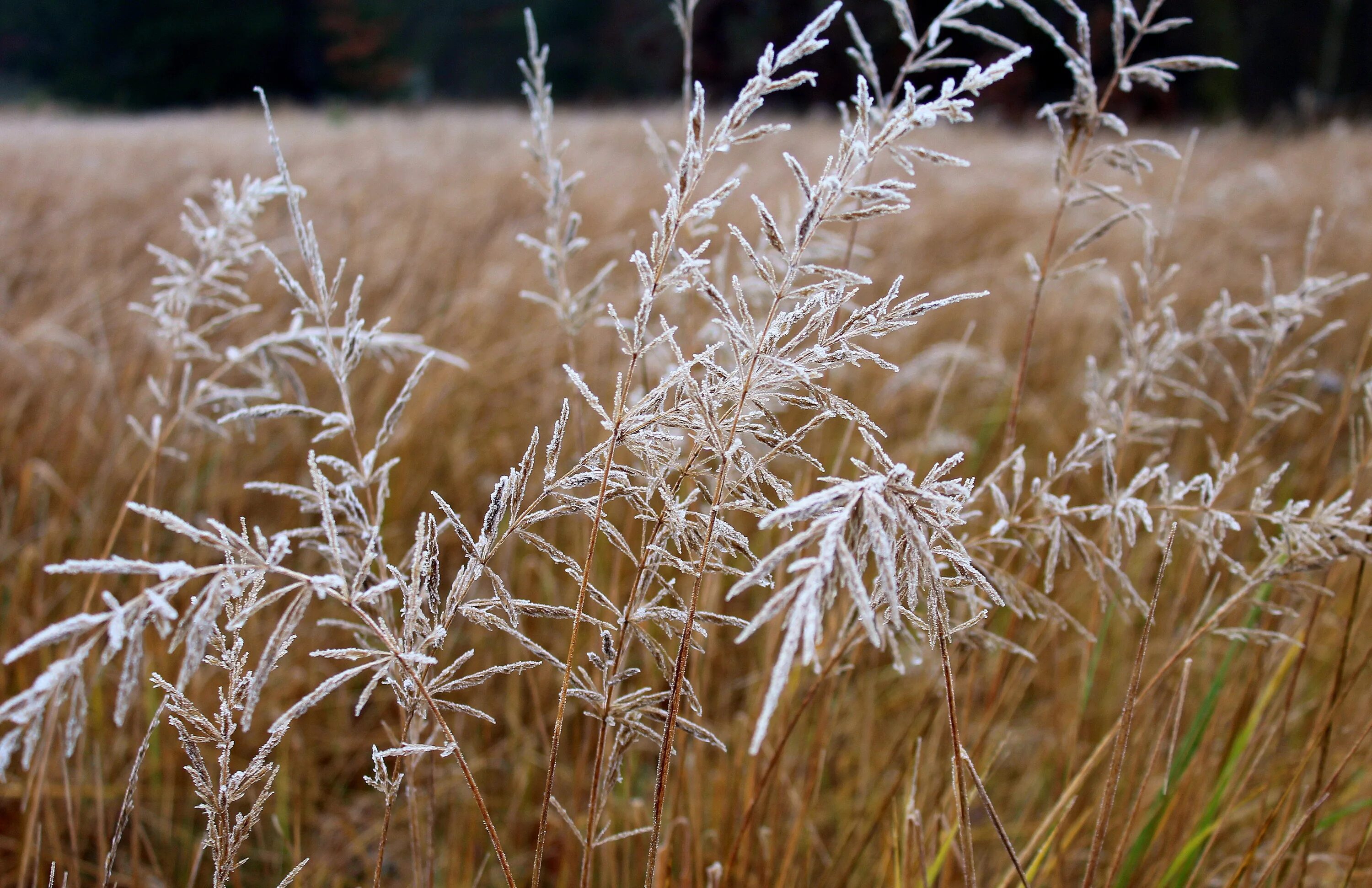 Заморозок видео. Иней на траве. Смешанные заморозки. Сухостой трава. Сильные заморозки.