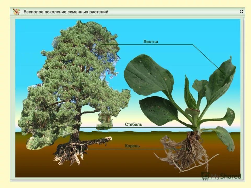 Растение хорошо развивается. Проросток рассада ортон. Метаморфозы побега каудекс. Растение хорошо развивается. Опыт влияние света на рост растений.