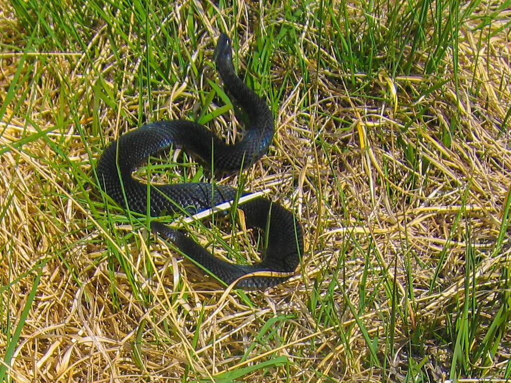 Гадюки в ленинградской области. Гадюка Никольского (Vipera nikolskii). Гадюка меланист. Обыкновенная гадюка меланист. Сибирская черная гадюка.