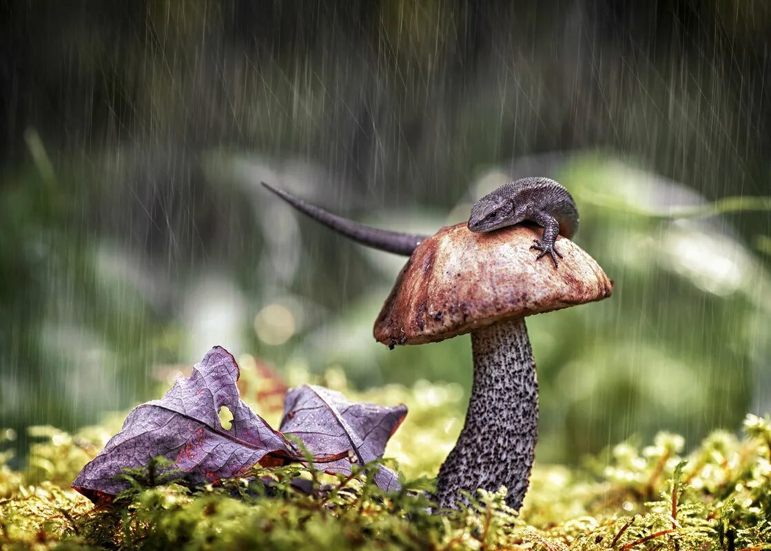 Дождя больше грибов. Грибной дождь. Грибы после дождя. Летний грибной дождь. Грибы под дождем.