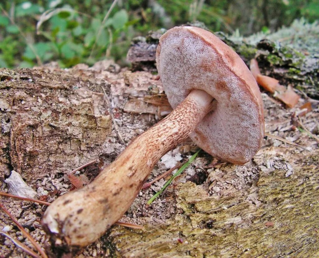 Желчный гриб и другие. Tylopilus felleus. Горчак, ложный белый гриб. Желчный гриб горчак. Горчак гриб и желчный гриб.