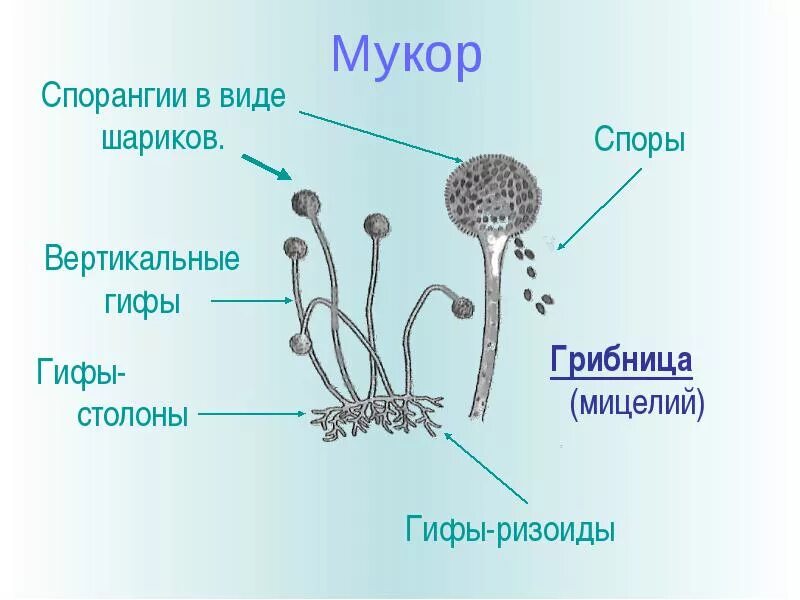 Какую функцию выполняют споры