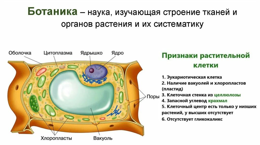 Ботаника строение. Ботаника это наука изучающая. Ботаника презентация. Презентация ботаника строение растения. Телом ботаника