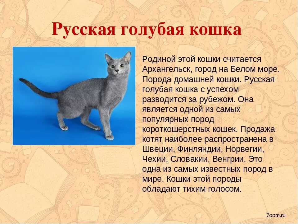 Рассказ о кошках окружающий мир. Русская голубая кошка краткое описание для детей 2. Порода кошки русская голубая порода. Доклад про русскую голубую кошку. Сообщение о породе кошек.