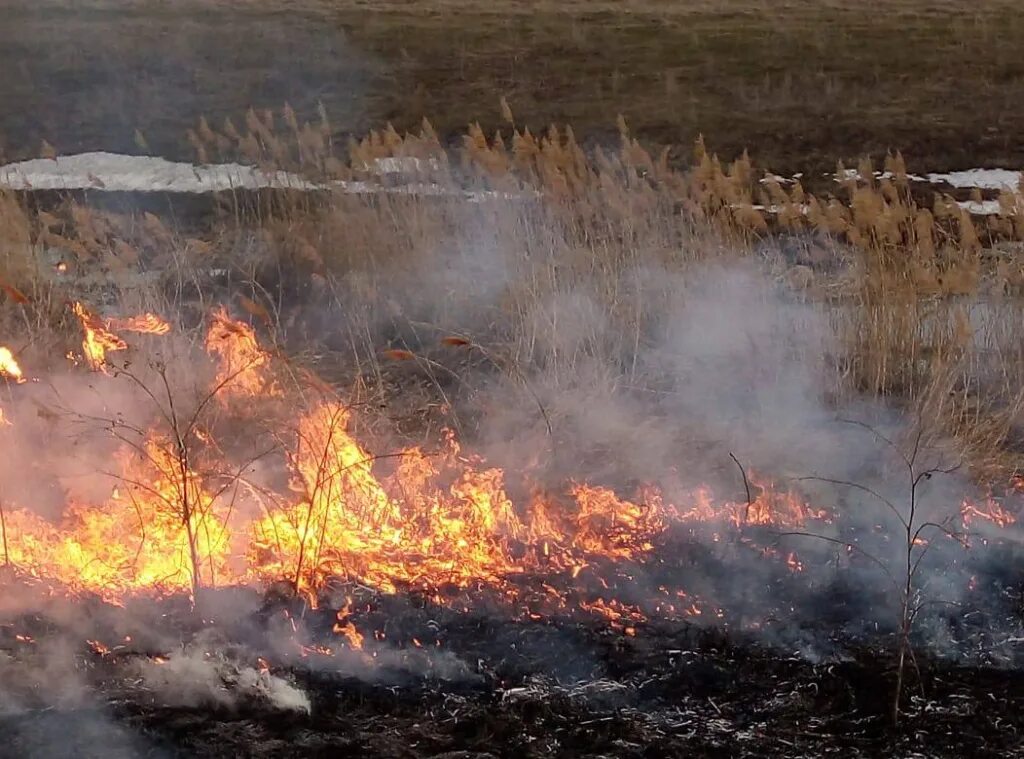 Пожароопасный период в Липецкой области 2023. Пожары. Пожар в лесу. Лесные пожары Липецкая область. Сухое горение