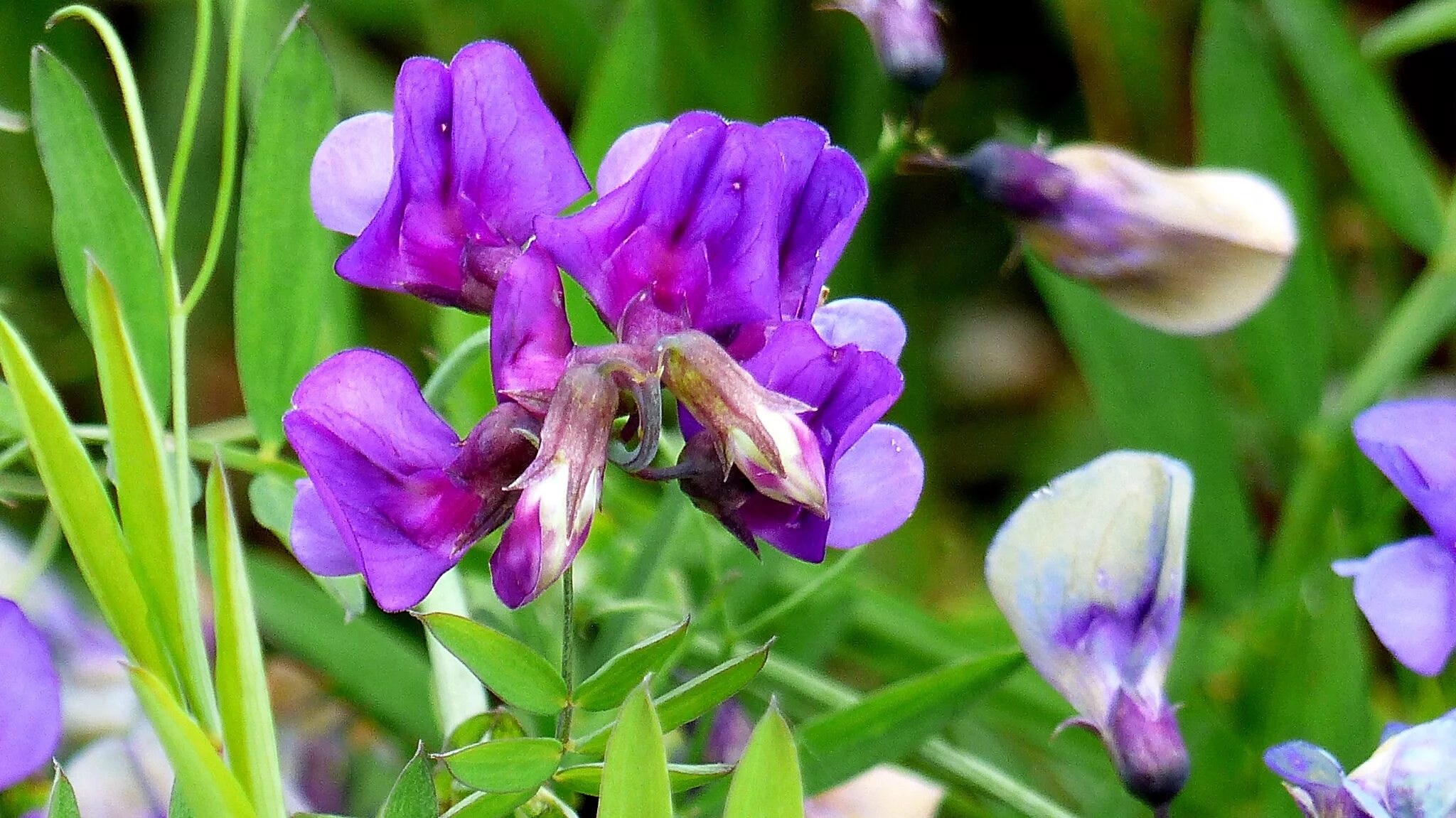 Покажи чина. Чина Болотная Lathyrus palustris. Чина Луговая астрагал. Латирус сативус.