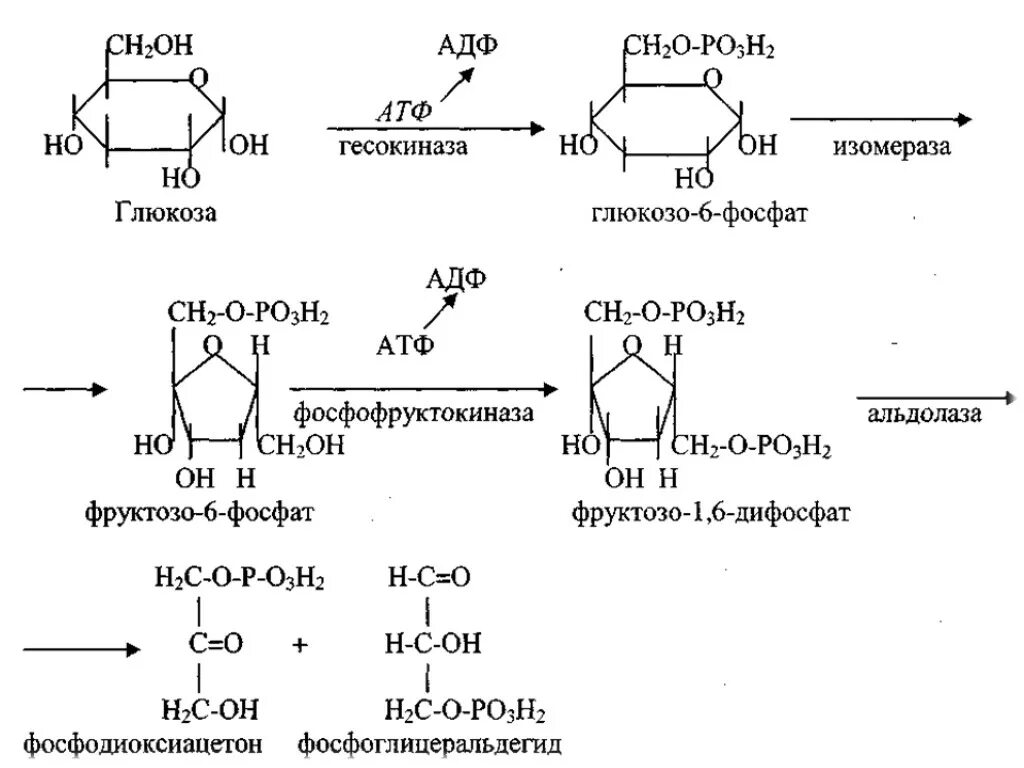 Дихотомический путь окисления Глюкозы биохимия. Дихотомический путь окисления Глюкозы биохимия аэробный. Аэробное дихотомическое окисление Глюкозы схема. Дихотомическое окисление Глюкозы биохимия. Аэробного расщепления