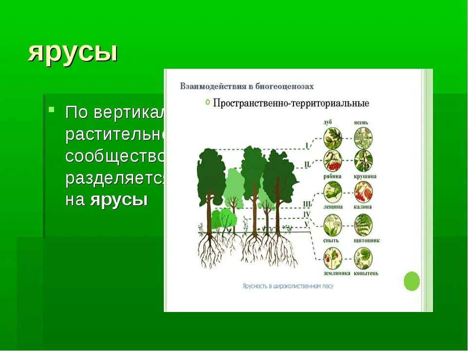 Каком природном сообществе наибольшее число надземных ярусов. Ярусы растительного сообщества. Ярусность растений в сообществе. Ярусы по биологии. Ярусность по биологии.