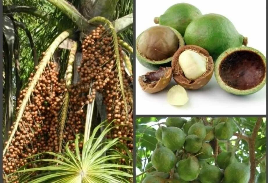 В каких странах растет макадамия. Мадагаскарский орех. Орех макадамия Австралия. Королевский орех макадамия дерево. Орех микамидия.