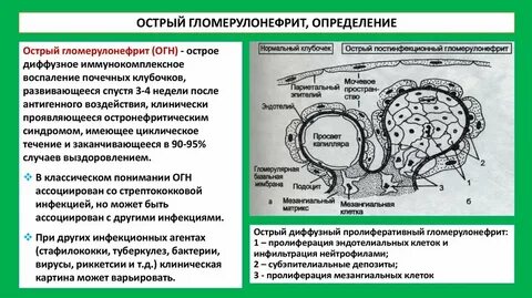 Иммунные комплексы при гломерулонефритах
