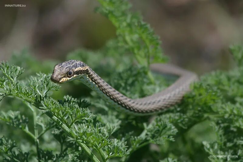 Змея стрела. Psammophis lineolatus. Змея стрела Кавказская. Змея стрелка на Кавказе. Змея стрелка ядовитая.